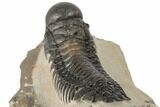 Detailed Crotalocephalina Trilobite - Atchana, Morocco #189693-4